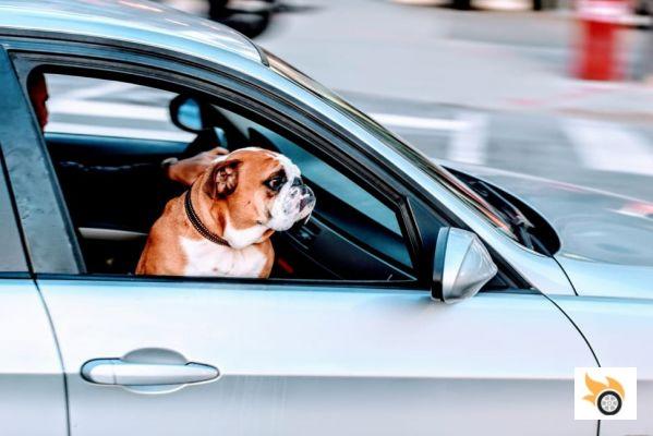 ¿Perro en el coche? Aquí hay 5 consejos para eliminar el pelo y los olores