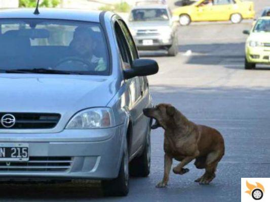 por que os cachorros perseguem carros