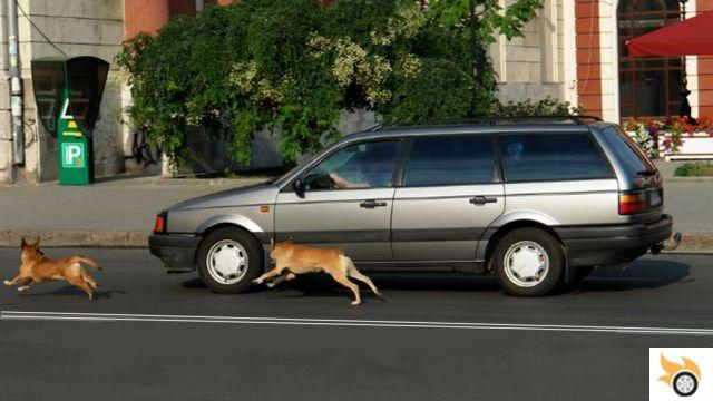 como detener a un perro persiguiendo autos